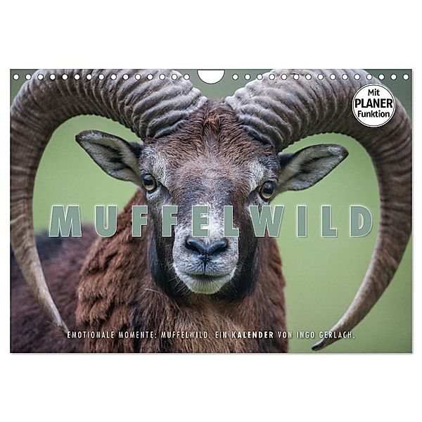 Emotionale Momente: Muffelwild. (Wandkalender 2024 DIN A4 quer), CALVENDO Monatskalender, Ingo Gerlach