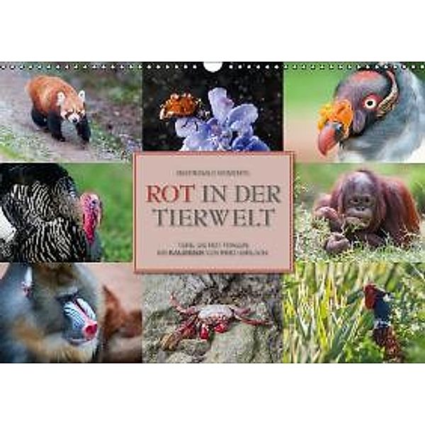 Emotionale Momente: Rot in der Tierwelt / CH-Version (Wandkalender 2015 DIN A3 quer), Ingo Gerlach