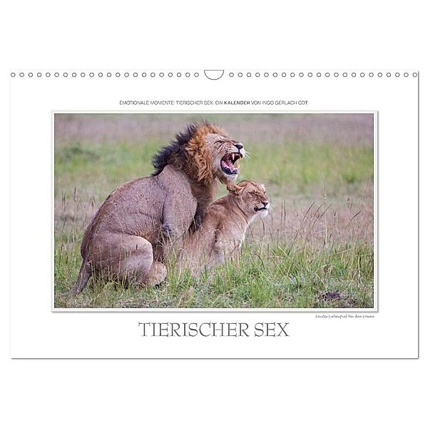 Emotionale Momente: Tierischer Sex. (Wandkalender 2024 DIN A3 quer), CALVENDO Monatskalender, Ingo Gerlach GDT