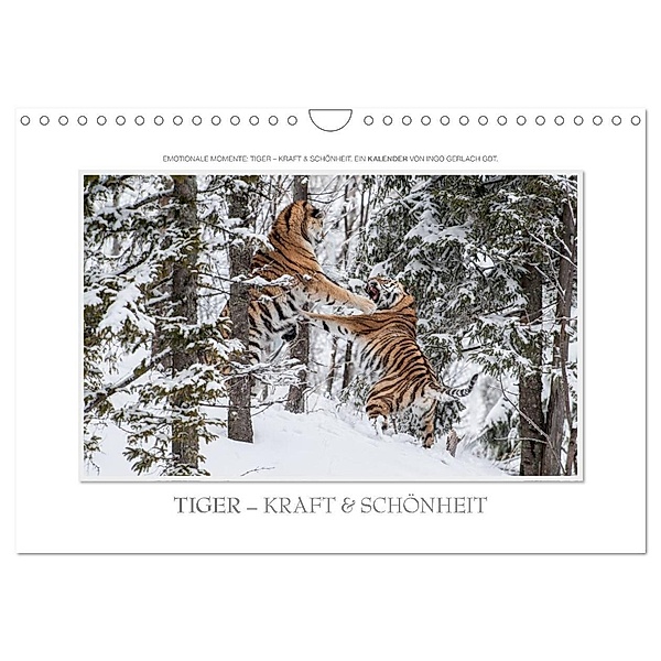 Emotionale Momente: Tiger - Kraft & Schönheit. (Wandkalender 2024 DIN A4 quer), CALVENDO Monatskalender, Ingo Gerlach GDT