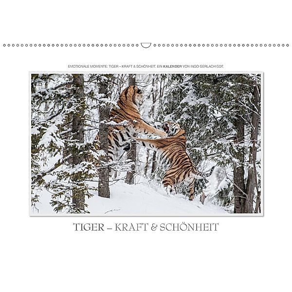 Emotionale Momente: Tiger - Kraft & Schönheit. / CH-Version (Wandkalender 2020 DIN A2 quer), Ingo Gerlach GDT