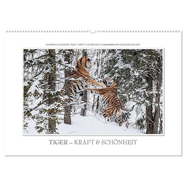 Emotionale Momente: Tiger - Kraft & Schönheit. / CH-Version (Wandkalender 2024 DIN A2 quer), CALVENDO Monatskalender, Ingo Gerlach GDT