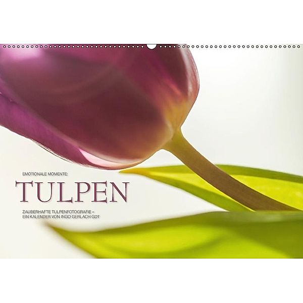 Emotionale Momente: Tulpen (Wandkalender 2017 DIN A2 quer), Ingo Gerlach