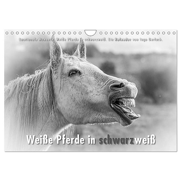 Emotionale Momente: Weiße Pferde in schwarzweiß. (Wandkalender 2024 DIN A4 quer), CALVENDO Monatskalender, Ingo Gerlach