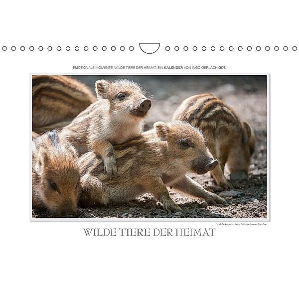 Emotionale Momente: Wilde Tiere der Heimat. (Wandkalender 2017 DIN A4 quer), Ingo Gerlach, Ingo Gerlach GDT
