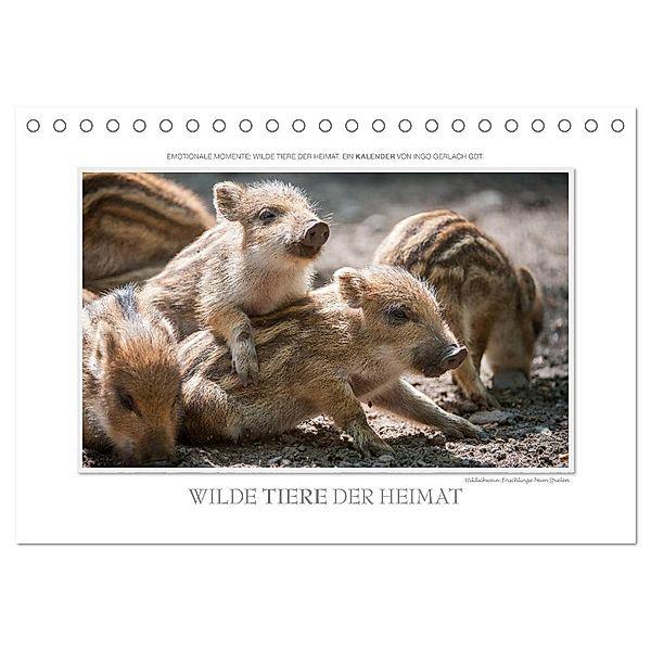 Emotionale Momente: Wilde Tiere der Heimat. (Tischkalender 2024 DIN A5 quer), CALVENDO Monatskalender, Ingo Gerlach GDT