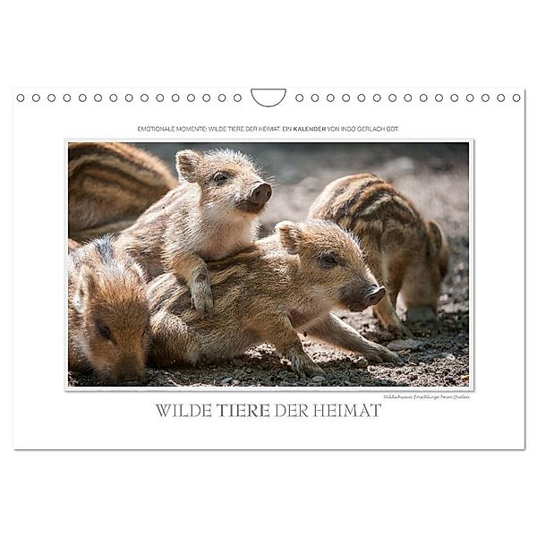 Emotionale Momente: Wilde Tiere der Heimat. (Wandkalender 2024 DIN A4 quer), CALVENDO Monatskalender, Ingo Gerlach GDT