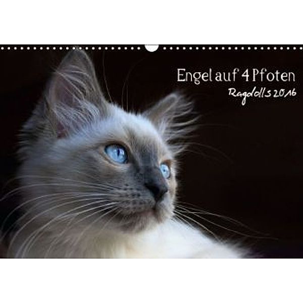 Engel auf 4 Pfoten - Ragdolls 2016 (Wandkalender 2016 DIN A3 quer), Marion Reiß-Seibert