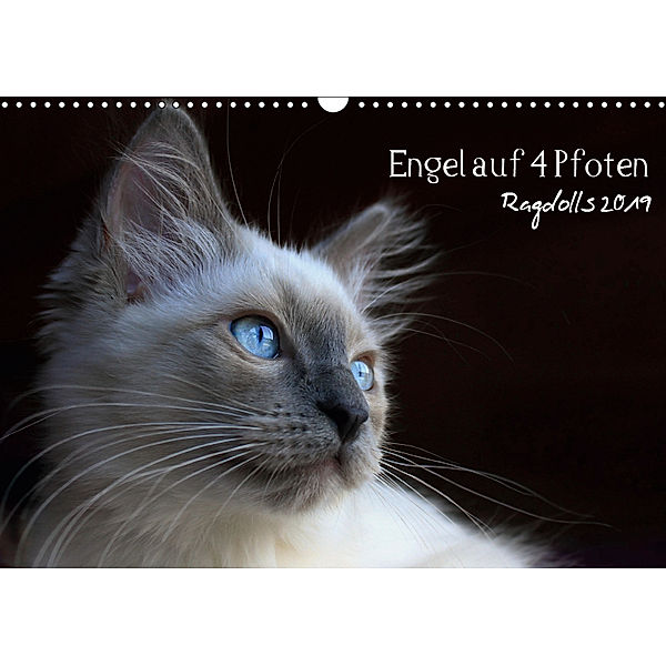 Engel auf 4 Pfoten - Ragdolls 2019 (Wandkalender 2019 DIN A3 quer), Marion Reiß - Seibert