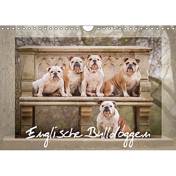 Englische Bulldoggen (Wandkalender 2018 DIN A4 quer), Sabrina Wobith