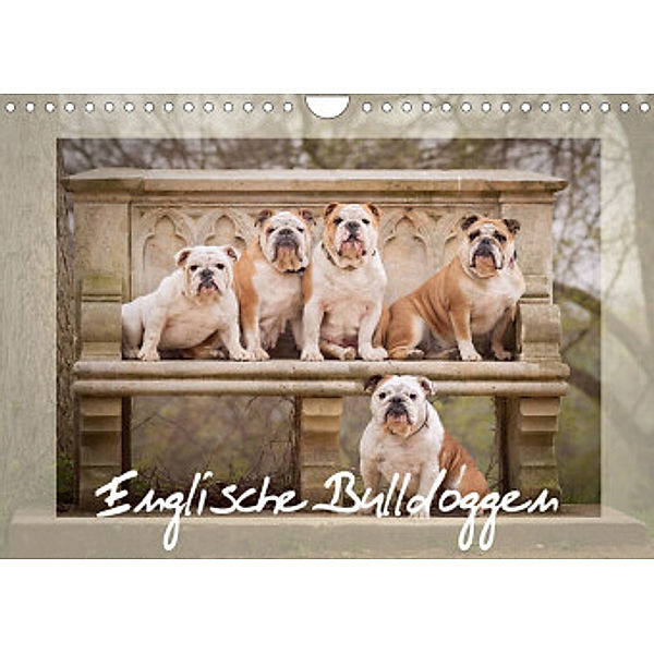 Englische Bulldoggen (Wandkalender 2022 DIN A4 quer), Sabrina Wobith Photography - FotoVonMaja