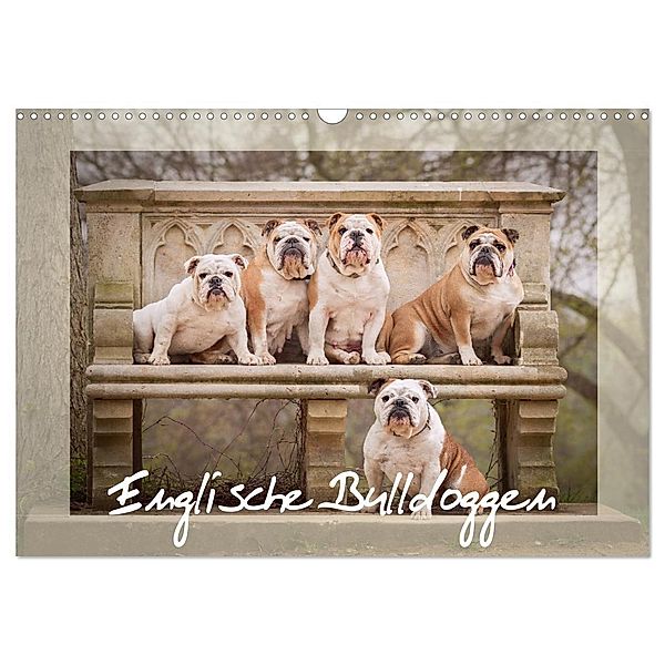 Englische Bulldoggen (Wandkalender 2024 DIN A3 quer), CALVENDO Monatskalender, Sabrina Wobith Photography - FotoVonMaja