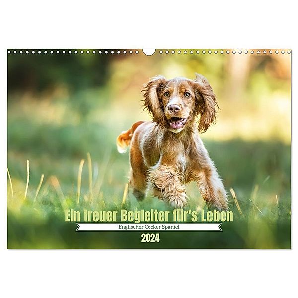 Englischer Cocker Spaniel (Wandkalender 2024 DIN A3 quer), CALVENDO Monatskalender, Sabrina Wobith Photography