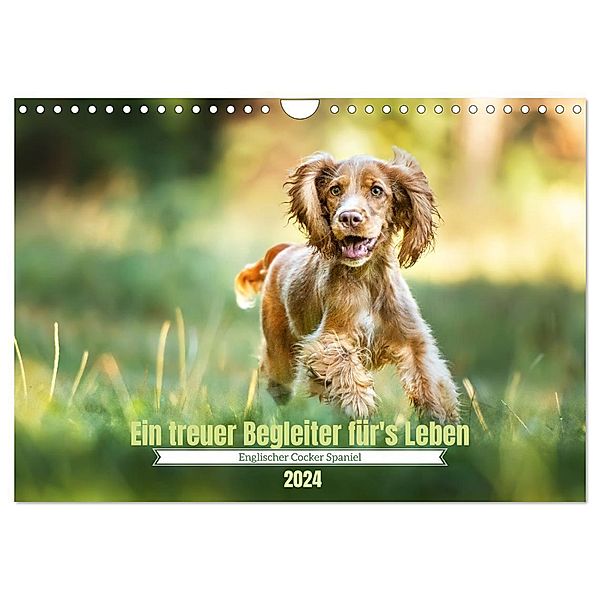 Englischer Cocker Spaniel (Wandkalender 2024 DIN A4 quer), CALVENDO Monatskalender, Sabrina Wobith Photography