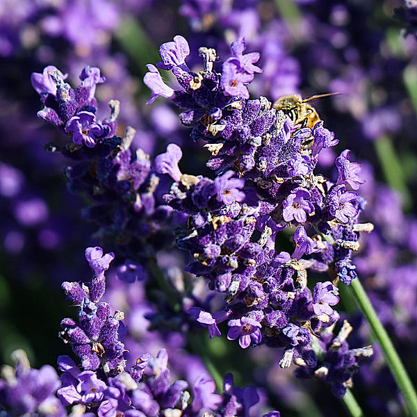 Englischer Lavendel  Elizabeth