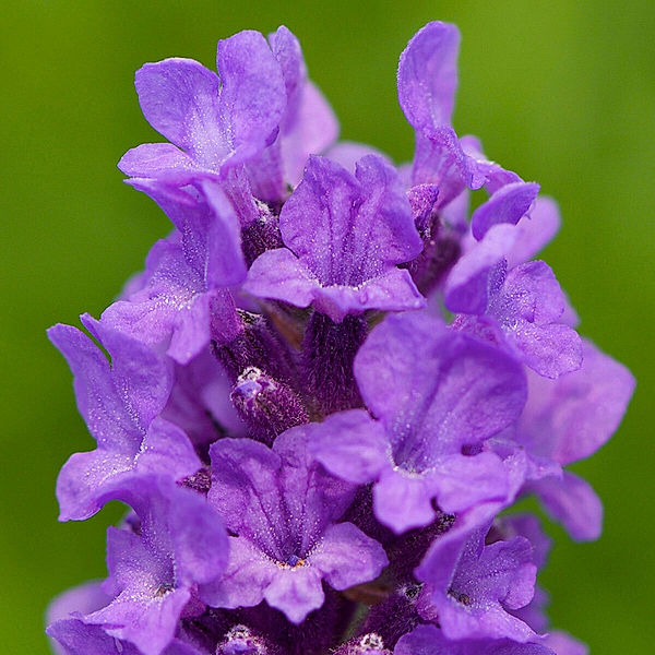 Englischer Lavendel Lavenite Petite