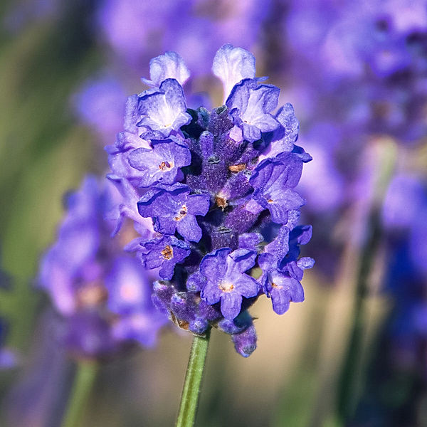 Englischer Lavendel Peter Pan