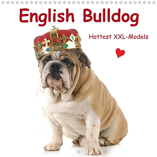 English Bulldog - Hottest XXL-Models (Wall Calendar 2023 300 × 300 mm Square), Elisabeth Stanzer