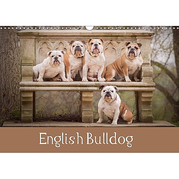 English Bulldog (Wall Calendar 2021 DIN A3 Landscape), Sabrina Wobith Photography - FotosVonMaja