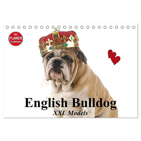 English Bulldog XXL Models (Tischkalender 2024 DIN A5 quer), CALVENDO Monatskalender, Elisabeth Stanzer