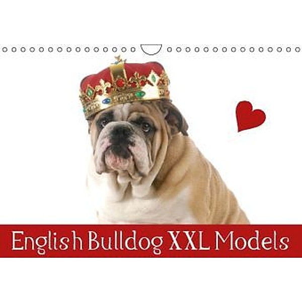 English Bulldog XXL Models (Wandkalender 2016 DIN A4 quer), Elisabeth Stanzer