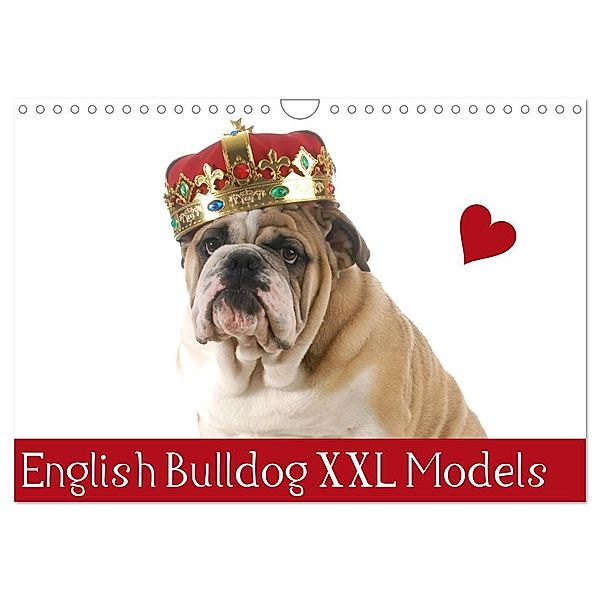 English Bulldog XXL Models (Wandkalender 2024 DIN A4 quer), CALVENDO Monatskalender, Elisabeth Stanzer