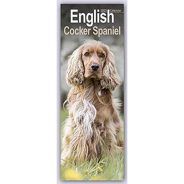 English Cocker Spaniel 2023