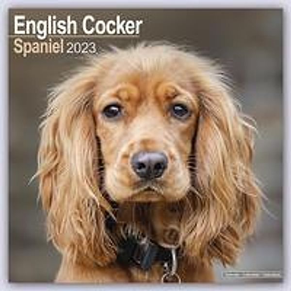 English Cocker Spaniel - Englische Cockerspaniels 2023 - 16-