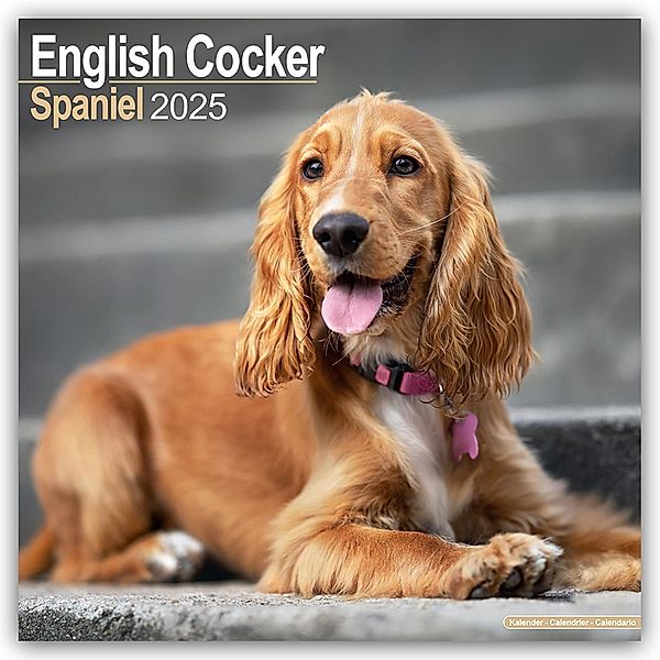 English Cocker Spaniel - Englische Cockerspaniels 2025 - 16-Monatskalender, Avonside Publishing Ltd