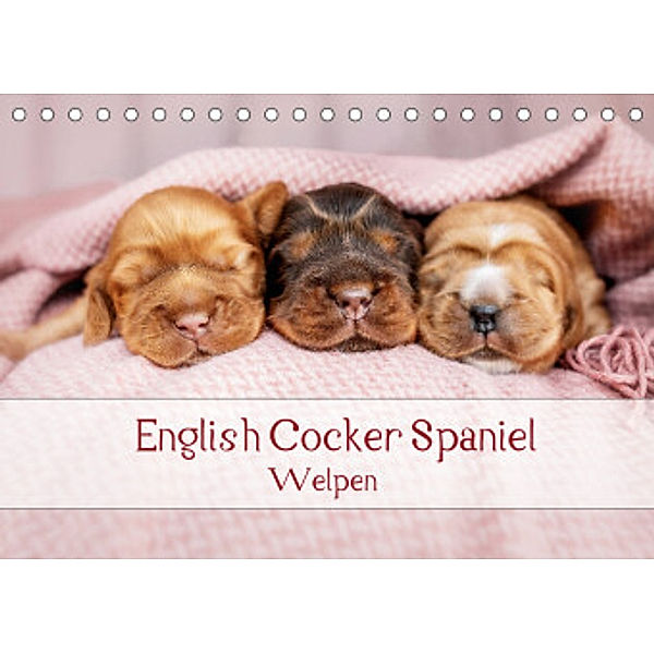 English Cocker Spaniel Welpen (Tischkalender 2022 DIN A5 quer), Sabrina Wobith Photography - FotosVonMaja