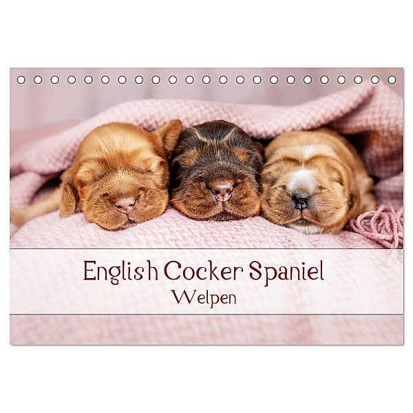 English Cocker Spaniel Welpen (Tischkalender 2024 DIN A5 quer), CALVENDO Monatskalender, Sabrina Wobith Photography - FotosVonMaja