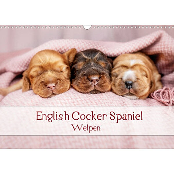 English Cocker Spaniel Welpen (Wandkalender 2022 DIN A3 quer), Sabrina Wobith Photography - FotosVonMaja
