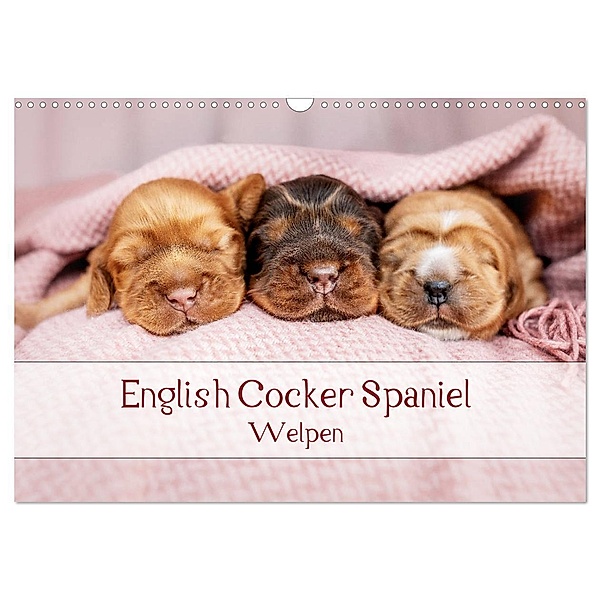 English Cocker Spaniel Welpen (Wandkalender 2024 DIN A3 quer), CALVENDO Monatskalender, Sabrina Wobith Photography - FotosVonMaja