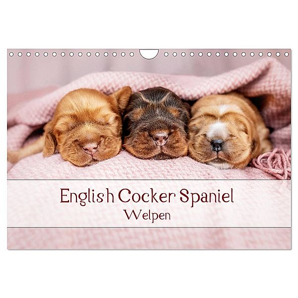 English Cocker Spaniel Welpen (Wandkalender 2024 DIN A4 quer), CALVENDO Monatskalender, Sabrina Wobith Photography - FotosVonMaja