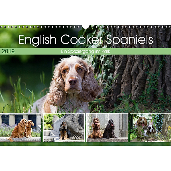English Cocker Spaniels - Ein Spaziergang im Park (Wandkalender 2019 DIN A3 quer), Verena Scholze