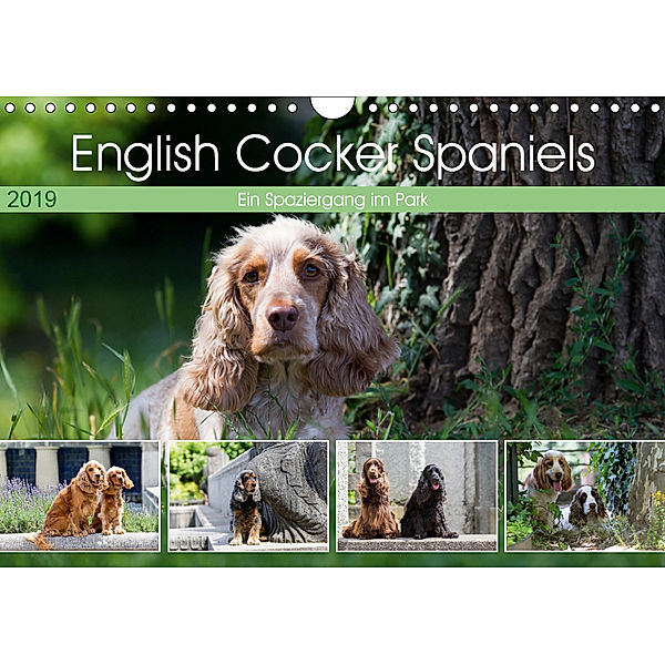 English Cocker Spaniels - Ein Spaziergang im Park (Wandkalender 2019 DIN A4 quer), Verena Scholze