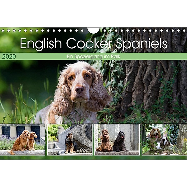 English Cocker Spaniels - Ein Spaziergang im Park (Wandkalender 2020 DIN A4 quer), Verena Scholze