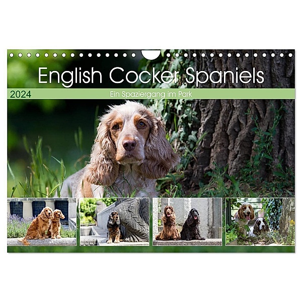 English Cocker Spaniels - Ein Spaziergang im Park (Wandkalender 2024 DIN A4 quer), CALVENDO Monatskalender, Fotodesign Verena Scholze