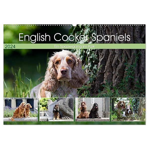 English Cocker Spaniels - Ein Spaziergang im Park (Wandkalender 2024 DIN A2 quer), CALVENDO Monatskalender, Fotodesign Verena Scholze