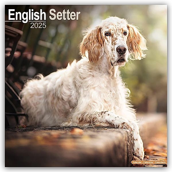 English Setter - Englisch Setter 2025 - 16-Monatskalender, Avonside Publishing Ltd