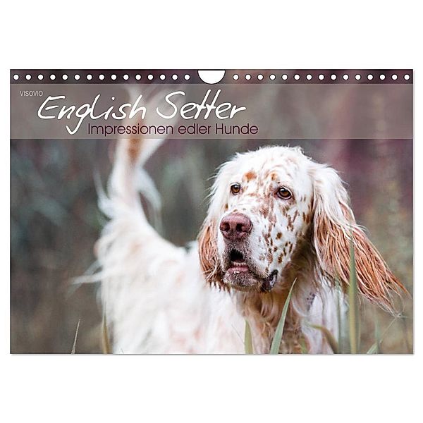 English Setter - Impressionen edler Hunde (Wandkalender 2024 DIN A4 quer), CALVENDO Monatskalender, VISOVIO