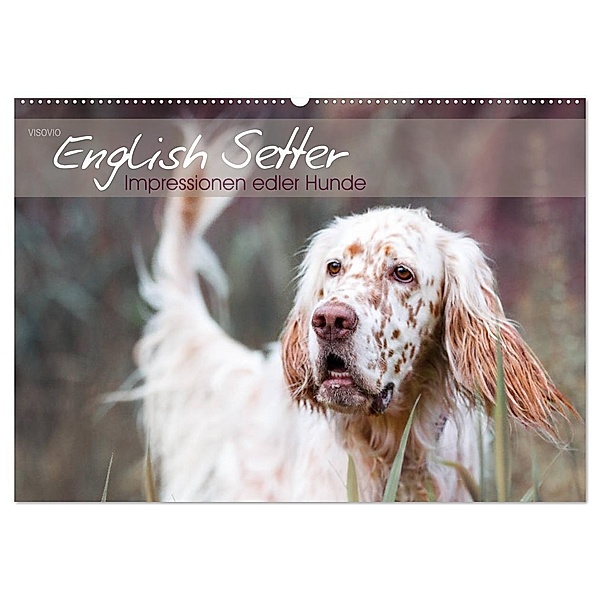 English Setter - Impressionen edler Hunde (Wandkalender 2024 DIN A2 quer), CALVENDO Monatskalender, VISOVIO