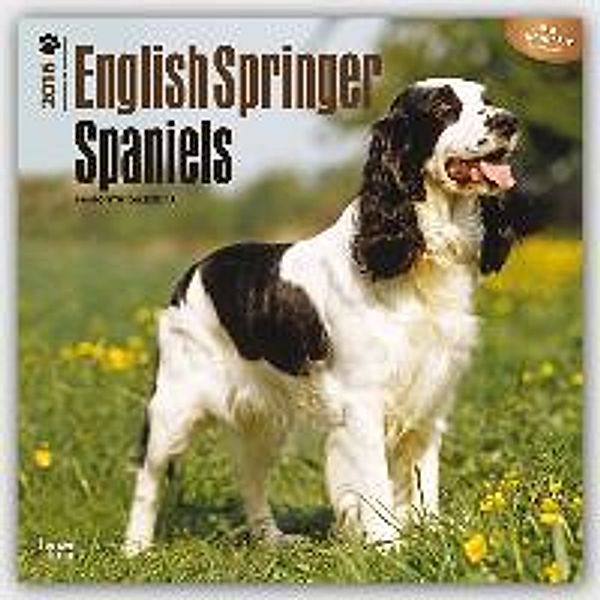 English Springer Spaniels 2016