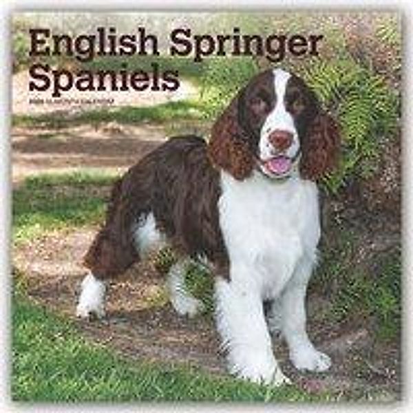 English Springer Spaniels 2020, BrownTrout Publisher