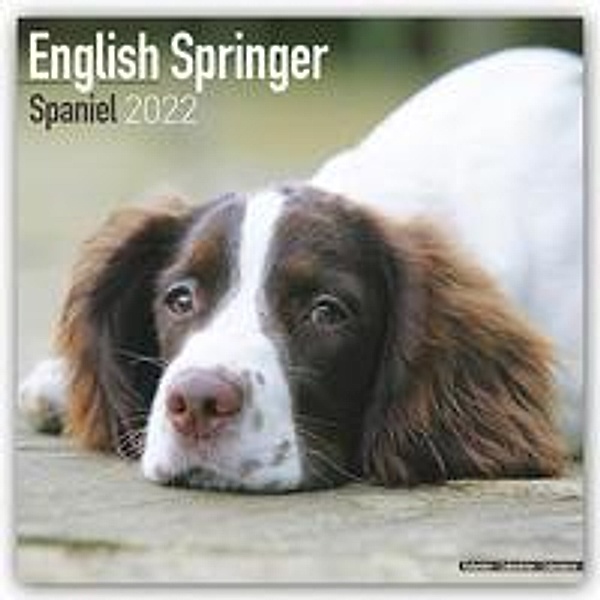 English Springer Spaniels 2022 - 16-Monatskalender, Avonside Publishing Ltd