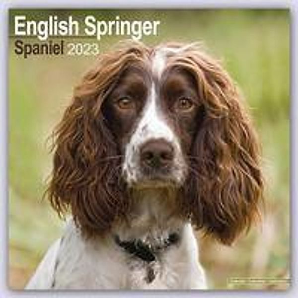 English Springer Spaniels 2023 - 16-Monatskalender, Avonside Publishing Ltd