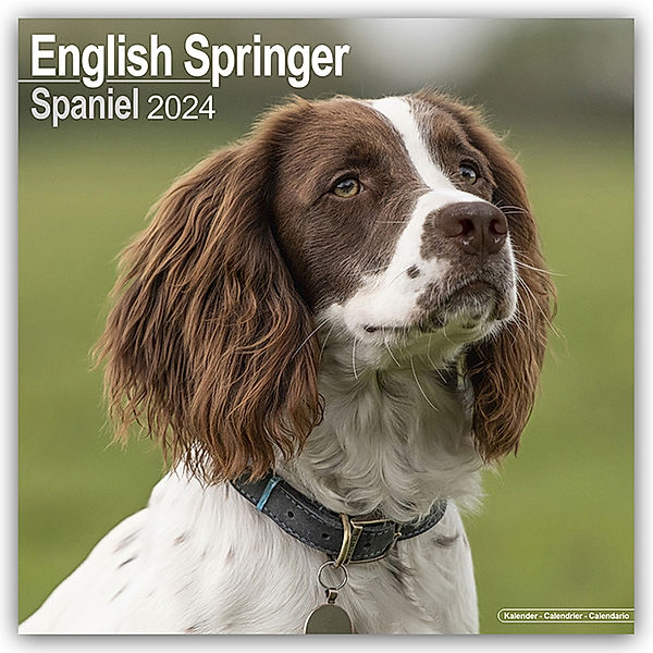 English Springer Spaniels 2024 - 16-Monatskalender, Avonside Publishing Ltd