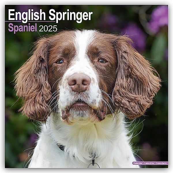 English Springer Spaniels 2025 - 16-Monatskalender, Avonside Publishing Ltd