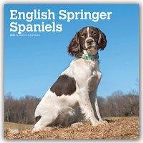 English Springer Spaniels International 2020, BrownTrout Publisher