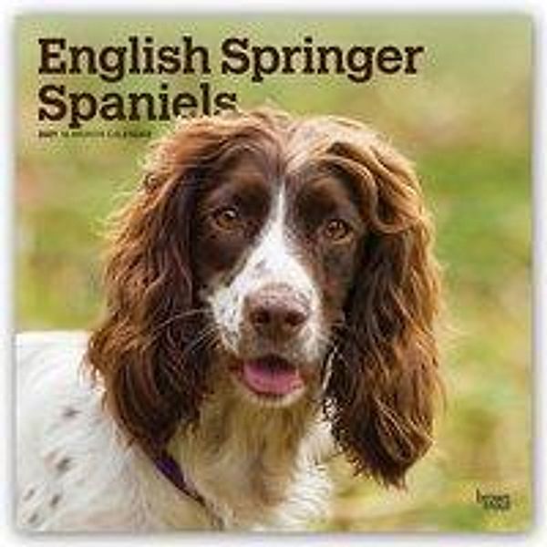 English Springer Spaniels International 2021 - 16-Monatskalender mit freier DogDays-App, BrownTrout Publisher
